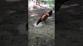 Naattu kozhi🐔🐥 unavu valangum murai 🐥🐔