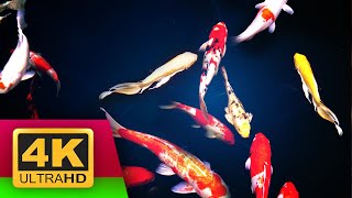 Virtual Koi Fish Pond for Relaxation and Meditation (With Sound of Nature) 3 Hours