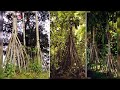 অদ্ভুত গাছ যে গাছ হাঁটতে পারে। strange walking tree