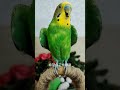 有滋有味过大年 萌宠过大年 快手宠物天团 带着宠物去赏花 cutebirds parrot