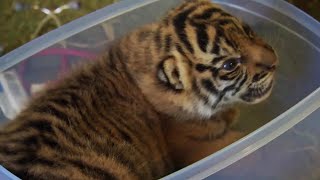 Handraising Twin Tiger Cubs | Tigers About the House | BBC Earth
