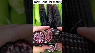 Black Corn Harvesting 🔥 #shorts #fruit #shortsvideo