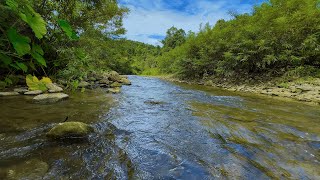 Relaxing Forest Sounds - The Sound of a Gently Flowing Stream Heals The Soul And Deep Sleep