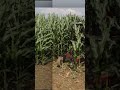 BTS - Making a corn maze with a compact tractor and a bushhog.