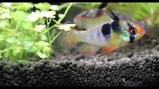 Mikrogeophagus ramirezi, spawning / Апистограмма Рамирези, нерест