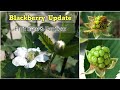 Blackberry Fruit Care & Fertilizer | How To Grow Blackberry In Containers