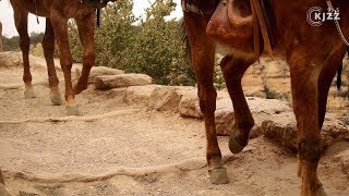 The Mules That Fuel The Grand Canyon