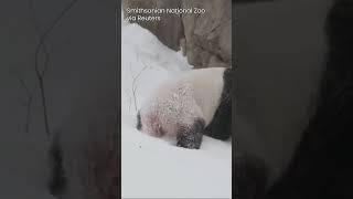 Pandas Gigantes Brincam na Neve no Smithsonian National Zoo | AO1V