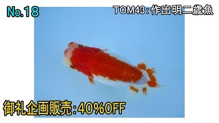 らんちゅう（金魚の王様）売約済み　＃０１８　明二歳：約１２センチ　メス　大会クラス