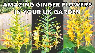 How to Grow Hardy Gingers for Amazing Scented Tropical Flowers! Hedychium gardnerianum Tips