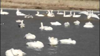 本埜村（もとのむら）の白鳥たち