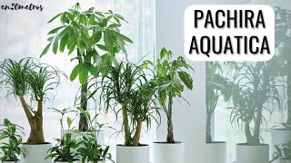 The most popular plant in 2023: pachira aquatica