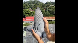 灰公21-670849【根王鴿舍】【根王富山】 | 賽鴿 | 信鴿 | 種鴿  | racing pigeon