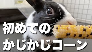 【うさぎ】初めてかじかじコーン食べる姿がかわいいおはぎ