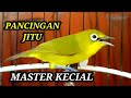 MASTER KECIAL CIAK CIAK JOS PANCINGAN KECIAL KUNING MALAS BUNYI | MASTER KECIAL