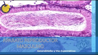 Temp3 Reproductor masculino1  Generalidades y vías espermáticas