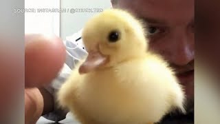 Nova Scotia man creates bond with duckling he saved