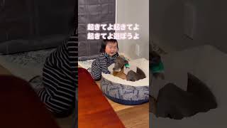 寝落ち寸前なのに叩き起こされる愛犬w #dog #baby #shorts