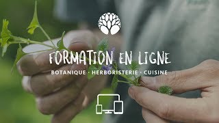 Formation en ligne botanique, cueillette et herboristerie