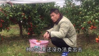 去年的水果现在还挂在树上，阿欢家这么多砂糖桔该怎么办，愁死人【乡情阿欢】