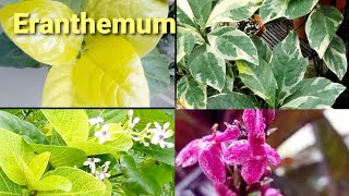 Eranthemum varieties its care and propagation