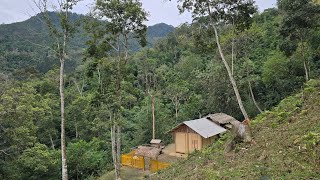 The life of a single woman living alone in the forest for 3 years | Lý Thương country life