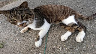 猫島にいたカワイイ野良猫【佐柳島】