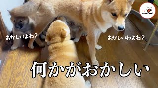 ミルク卒業生のハズが…｜PECO