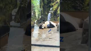 スヤスヤかわいい寝姿🐼💤 上野動物園 リーリー🐼 2022/06/21