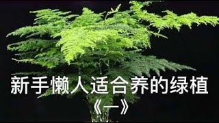 适合懒人，新手养的绿植，好养活不矫情，随便养都能长得很旺盛