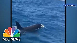 Killer whale attacks on the rise, baffling researchers