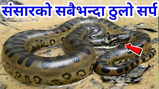 संसारका 10 ठुला सर्प हरु || Biggest Snakes in the World || Dangerious Snake in the World