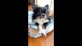 足が短いのでこういう体勢でまったりします【ドワーフタイプ】Chihuahua that keep their legs straight　＃shorts