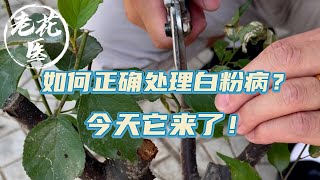 【养花必懂小知识】遇到白粉病怎么办？今天它来了！如何正确处理白粉病？ Tips and tracks for powdery mildew