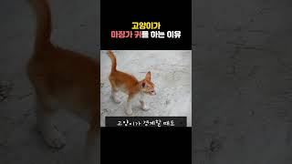 고양이가 마징가 귀를 하는 이유  #고양이표정 #고양이귀 #고양이집사 #고양이일상 #고양이그램  #냥스타그램 #고양이