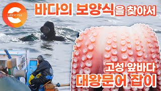 바다의 보양식을 잡아라! 고성 앞바다에서 대왕문어를 잡는 사람들