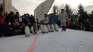 2020旭川動物園企鵝散步 ペンギンの散歩 Asahikawa Zoo Penguin Walk 20200210 14:35