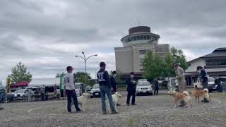 北海道犬協会