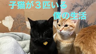 ‼️子猫が３匹いる僕の生活😊‼️　暴れん坊の子猫　のんびり猫時間😊