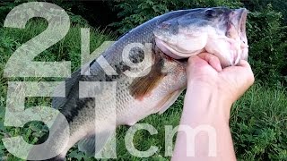 ランカークラスのブラックバスを釣って食う Largemouth bass fishing  Catch \u0026 Eat