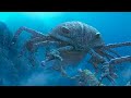 Meet The Oldest Creature on The Planet