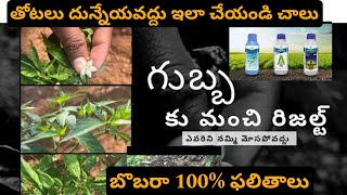 why to attack? Mirchi virus?? crop Virus#bobaraba suffered Best combination #బేయర్ కంపెనీ  వాడండి!