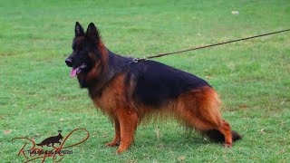 New Look Of Recently Imported GSD Female in Paksitan !