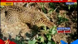 Chandrapur leopard found dead