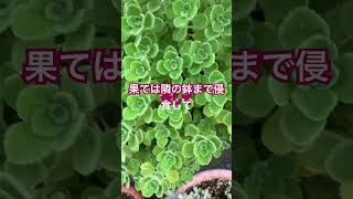 【多肉植物？】春に仕立て直したアロマティカスが大増殖　#shorts