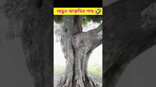 অদ্ভুত আকৃতির কিছু হাস্যকর গাছ 😱| রহস্য জগত| মায়াজাল| #shorts #viral #ytshorts