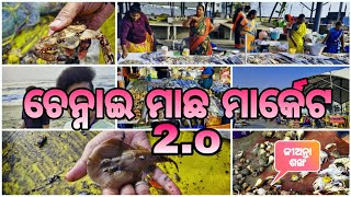 Marina Beach Fish Market 2.o l l ଚେନ୍ନାଇ ମାଛ ମାର୍କେଟ !