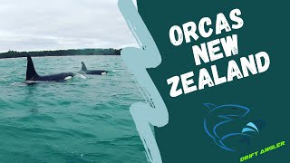 Orca encounters - New Zealand