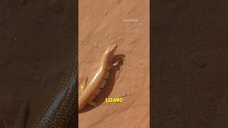 The Amazing Sandfish: A Desert Marvel!