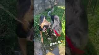 ワイルドに水遊びをするジャーマンシェパード兄弟 #夏 #おもしろ動画 #シェパード #兄弟犬 #k9 #gsd #tobiandbobi